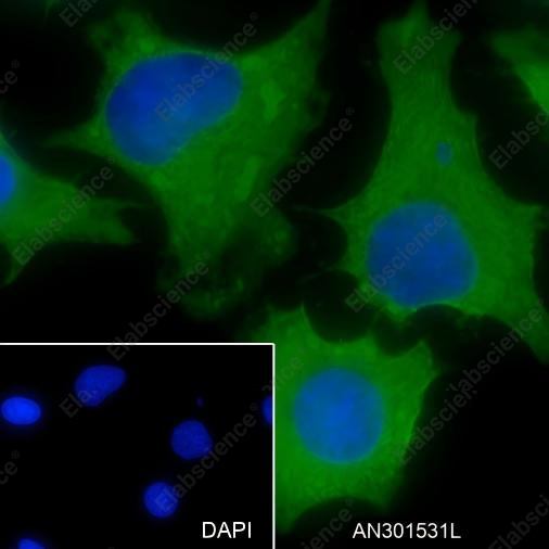 Recombinant GLUD1 Monoclonal Antibody - 3