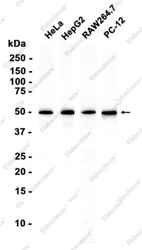Recombinant EEF1G Monoclonal Antibody - 1