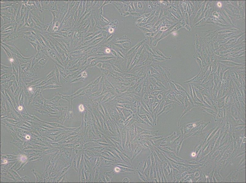 H9c2(2-1) Cell Complete Medium-searchlist-1