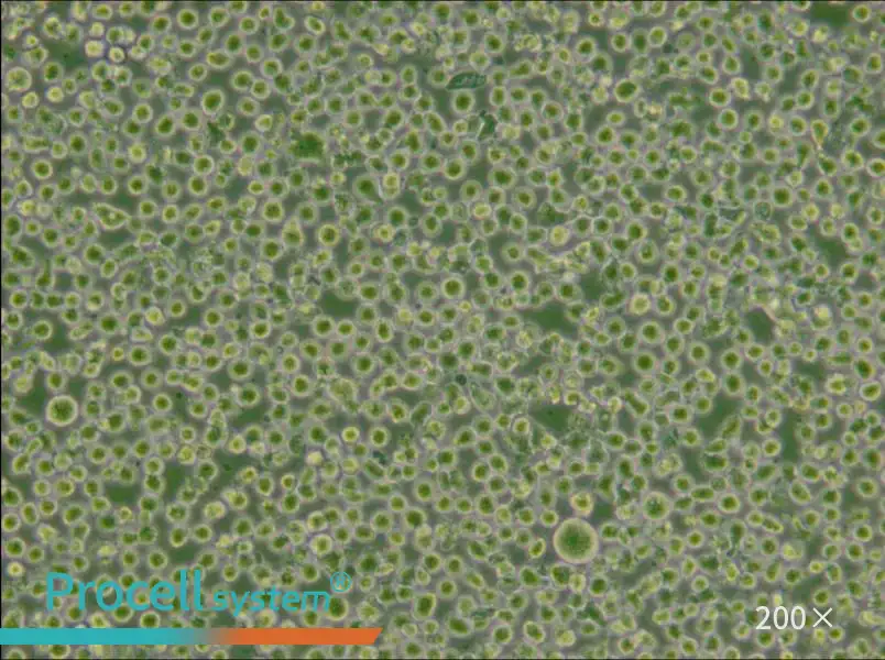 U266 [U266B1] Cell Complete Medium - small - 5