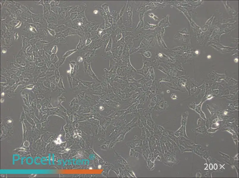 NCI-H1792 Cell Complete Medium - 4
