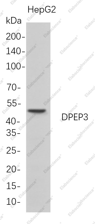 Recombinant DPEP3 Monoclonal Antibody - 1