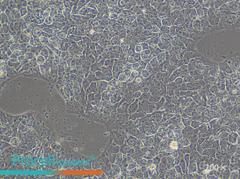 A-431 Cell Complete Medium - small - 5