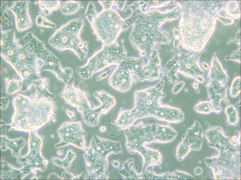 SW948 (L15) Cell Complete Medium - small - 5