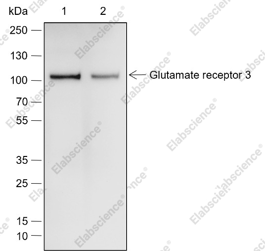 Recombinant Glutamate receptor 3 Monoclonal Antibody - 1