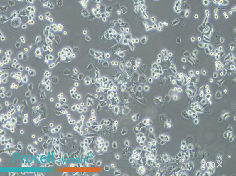 Neuro-2a [N2a] Cell Complete Medium - 3