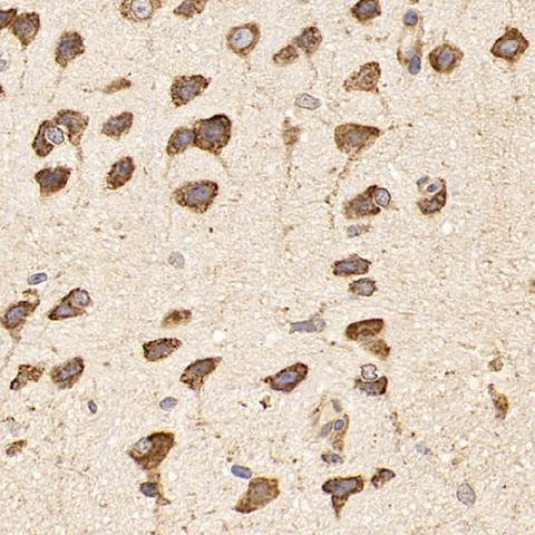 Immunohistochemistry analysis of paraffin-embedded mouse brain  using HSPA5 Polyclonal Antibody at dilution of 1:1000.