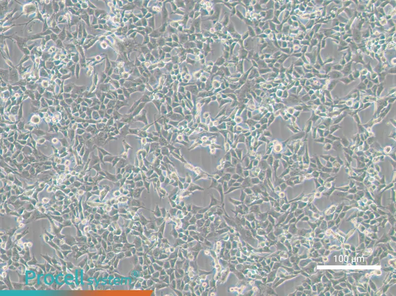 MC38 Cell Complete Medium - 3