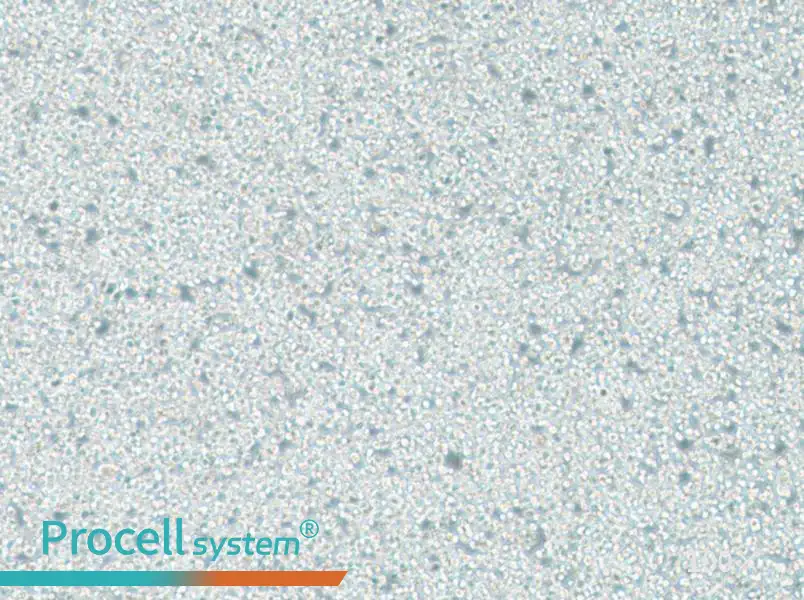 C1498 Cell Complete MediumC1498 Cell Complete Medium - 2