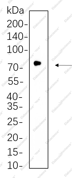 Recombinant GCLC Monoclonal Antibody - 1