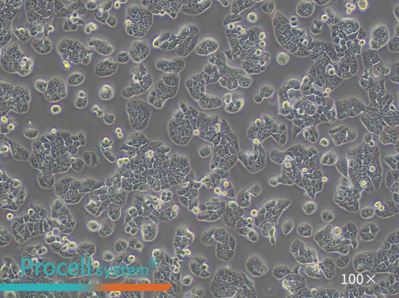 HT-29 Cell Complete Medium - 2