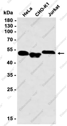 Recombinant Smad2 Monoclonal Antibody - 1