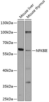 Western blot analysis of extracts of various cell lines using NFKBIE Polyclonal Antibody at 1:1000 dilution.