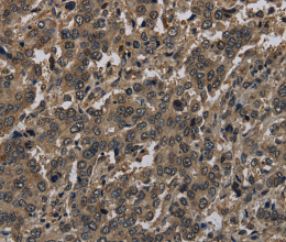Histone H4 Polyclonal Antibody - 3