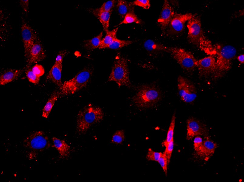 Rat Nucleus Pulposus Cell Complete Medium - 2