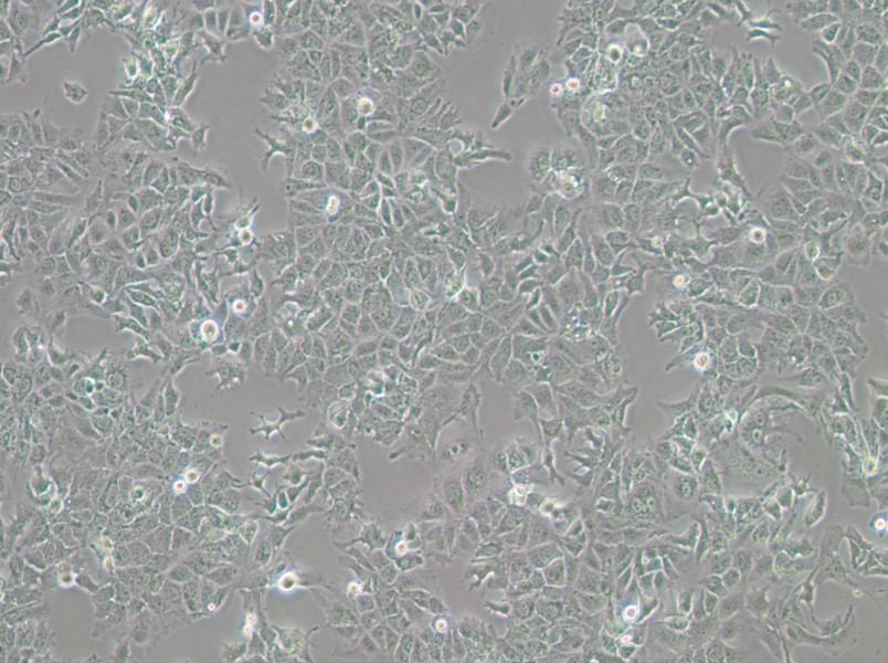 HuH-7 Cell Complete Medium-searchlist-1