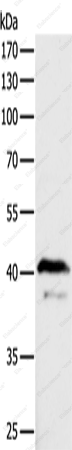 ADAP1 Polyclonal Antibody - 3
