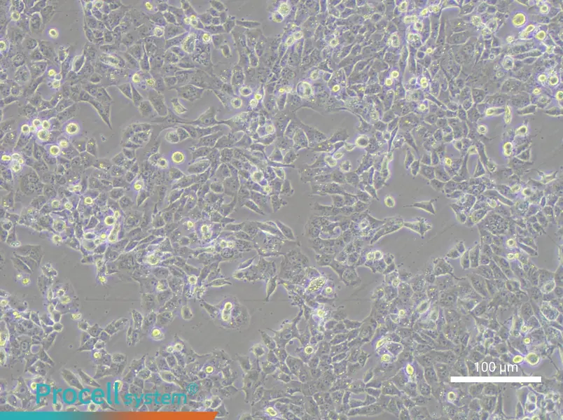 NCI-H1915NCI-H1915 - 3
