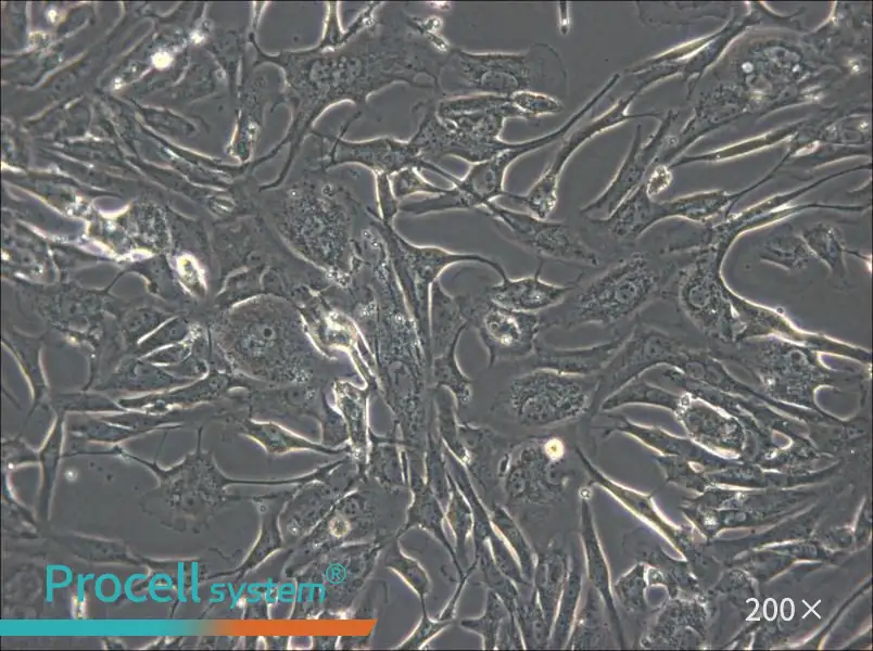 FRhK-4 Cell Complete Medium - small - 5