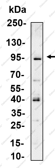 Recombinant STAT1 (Phospho Ser727) Monoclonal Antibody - 1