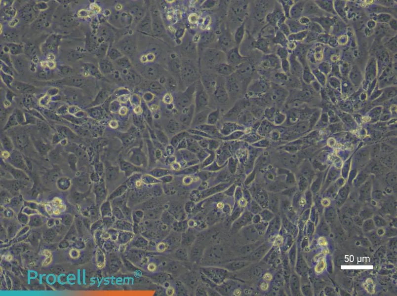 Mouse Small Intestinal Mucosal Epithelial Cell Complete Medium - 5