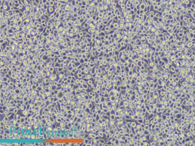 WEHI-3 Cell Complete Medium - 4