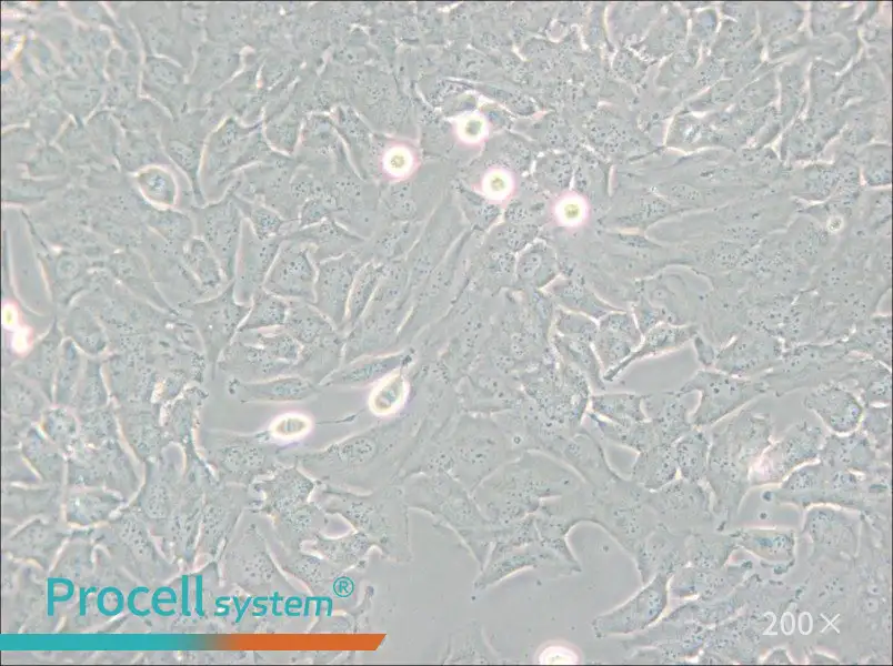 T98G Cell Complete Medium - small - 4