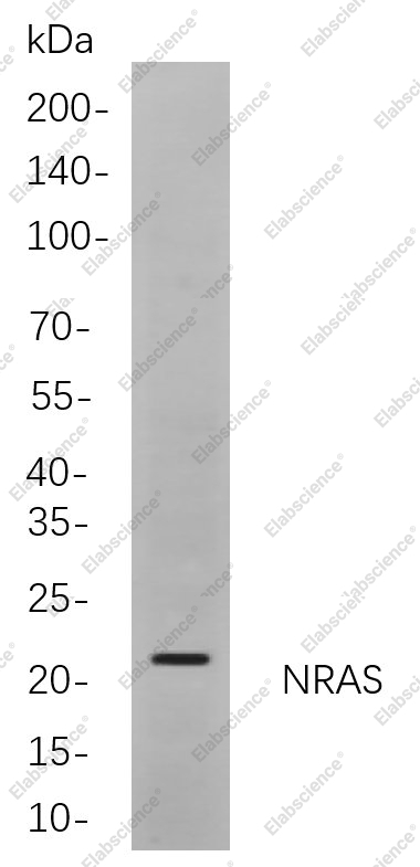 Recombinant NRAS Monoclonal Antibody - 1