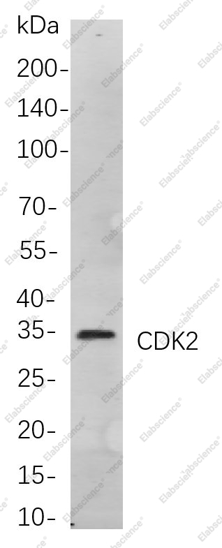 Recombinant CDK2 Monoclonal Antibody - 1
