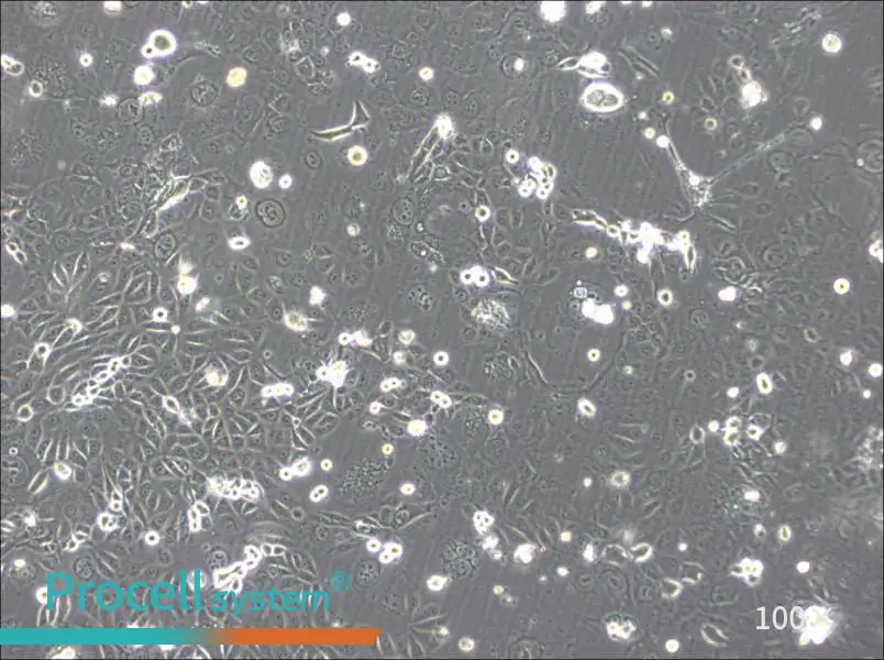 SVCT Cell Complete Medium - 2