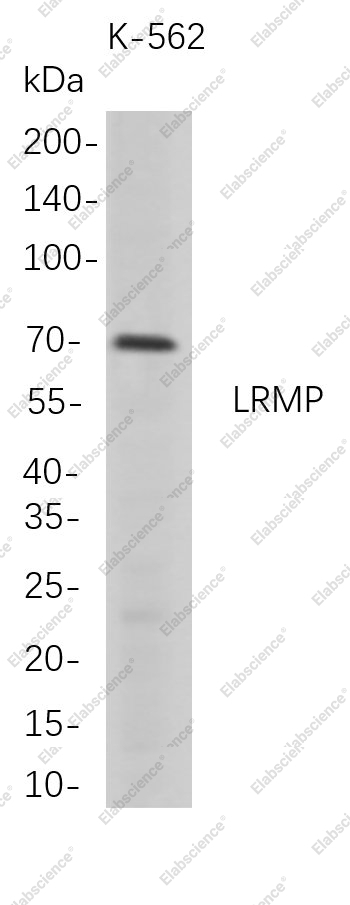 Recombinant LRMP Monoclonal Antibody - 1