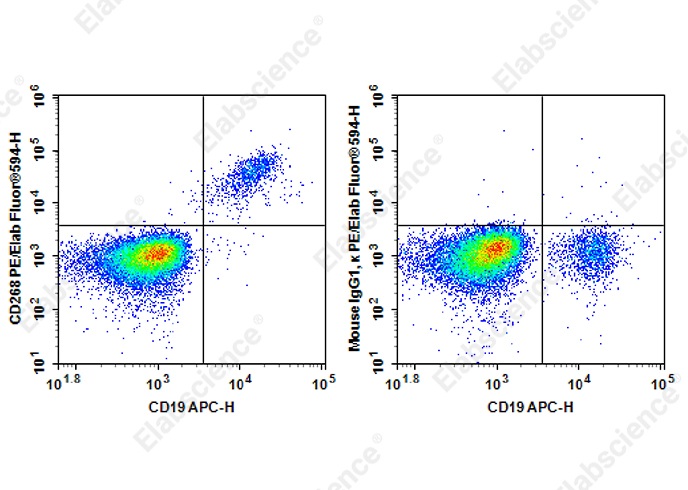 PE/Elab Fluor<sup>®</sup>594 Anti-Human CD268 Antibody[6G10] - 1