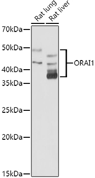 Western blot analysis of extracts of various cell lines using ORAI1 Polyclonal Antibody at 1:1000 dilution.