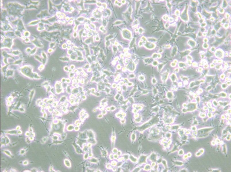 RAG Cell Complete Medium - 4