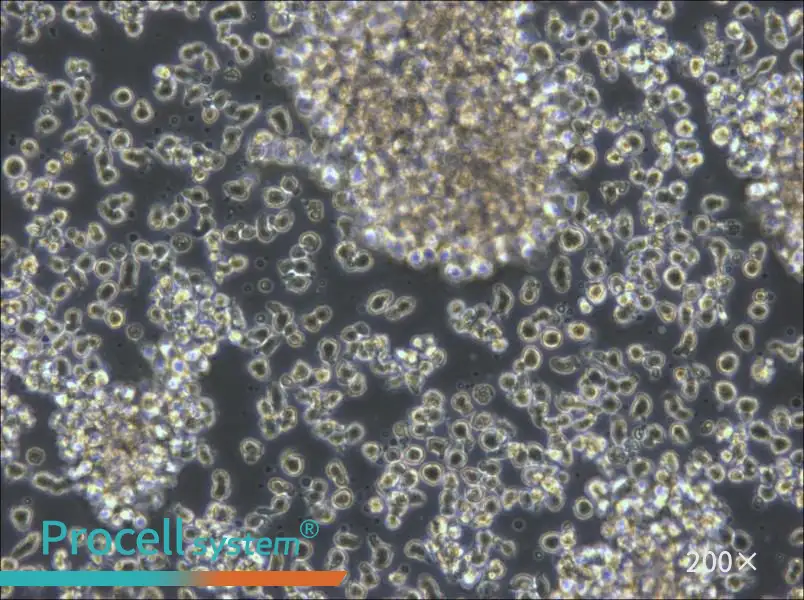 KHYG-1 Cell Complete Medium - 4
