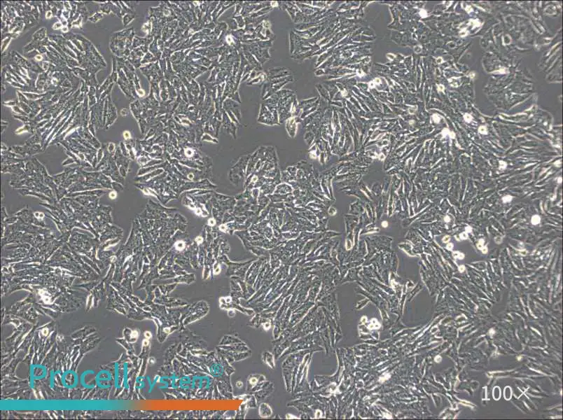 Y1 [Y-1] Cell Complete MediumY1 [Y-1] Cell Complete Medium - 3