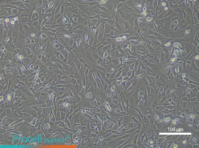 Mouse Oral Mucosal Fibroblast Complete Medium - 2