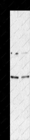 AIMP2 Polyclonal Antibody - 1