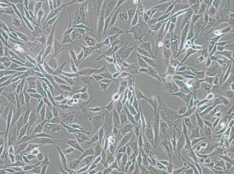 CCF-STTG1 Cell Complete Medium - 4