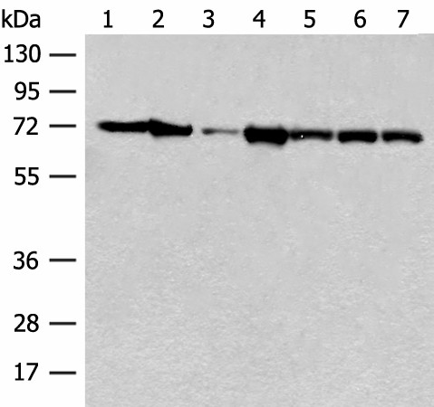 Western blot analysis of Mouse brain tissue Human cerebrum tissue NIH/3T3 cell A549 cell Jurkat cell Hela cell and 231 cell lysates  using HSPA2 Polyclonal Antibody at dilution of 1:250