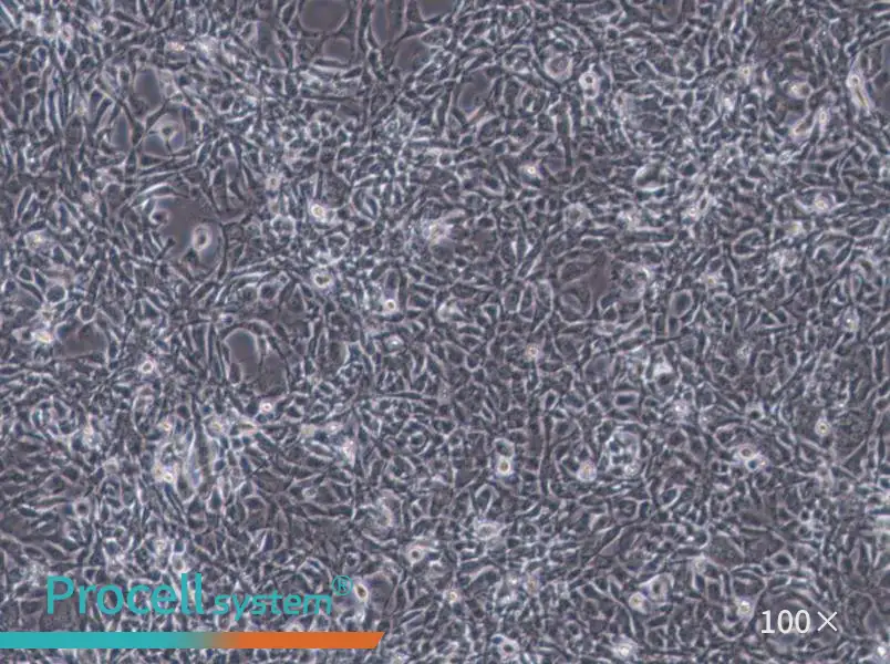 STO Cell Complete Medium - 1