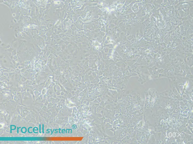 HuH-7.5.1 Cell Complete MediumHuH-7.5.1 Cell Complete Medium - 2