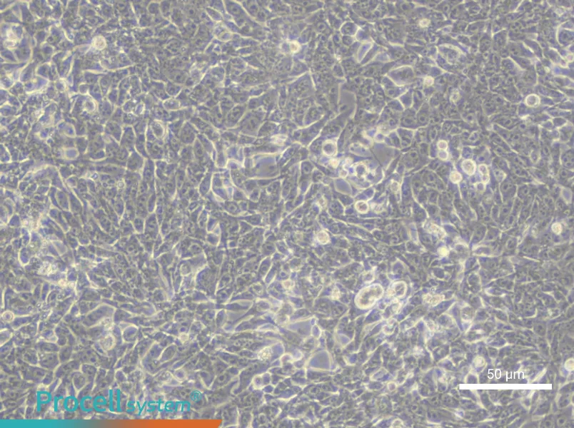 TCMK-1 Cell Complete Medium - 5