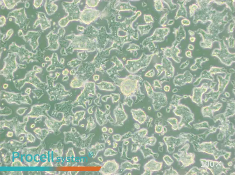 SW948 (L15) Cell Complete MediumSW948 (L15) Cell Complete Medium - 2