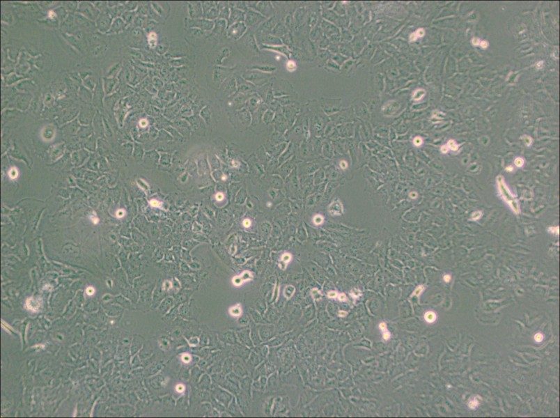 HMC3 Cell Complete MediumHMC3 Cell Complete Medium - 2