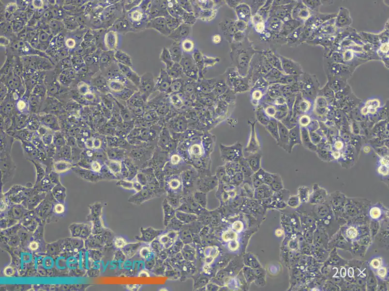MS751 Cell Complete Medium - 4