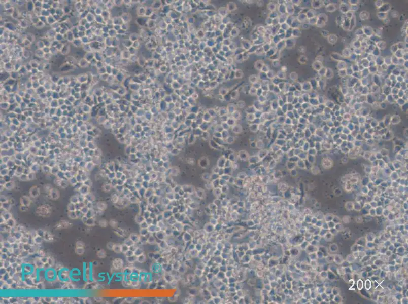 Hce-8693 Cell Complete Medium - 5