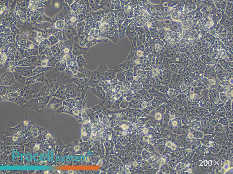 HuH-6 (DMEM) Cell Complete Medium - small - 4