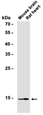 Recombinant Thioredoxin-2/TXN2 Monoclonal Antibody - 2