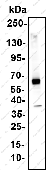 Recombinant LKB1 (Phospho Ser428) Monoclonal Antibody - 1
